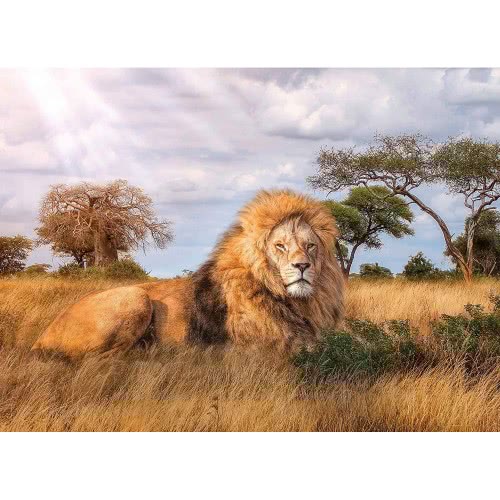 Clementoni Puzzle High Quality Collection The King 1000 Pcs 1220-39479 8005125394791