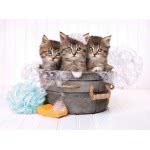 Clementoni Παζλ Quality Collection Kittens Soap 500 Τμχ 1220-35065 8005125350650