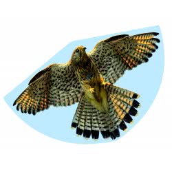 Gunther Falke 92 X 62 Cm Single Line Kite 1230 4001664012305