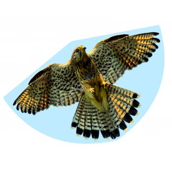 Gunther Falke Χαρταετός Πλαστικός Γεράκι 92 X 62 Cm 1230 4001664012305