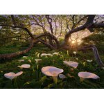 HEYE Puzzle 1000 Marc Adamus:Magic Forests Calla Clearing 29906 4001689299064