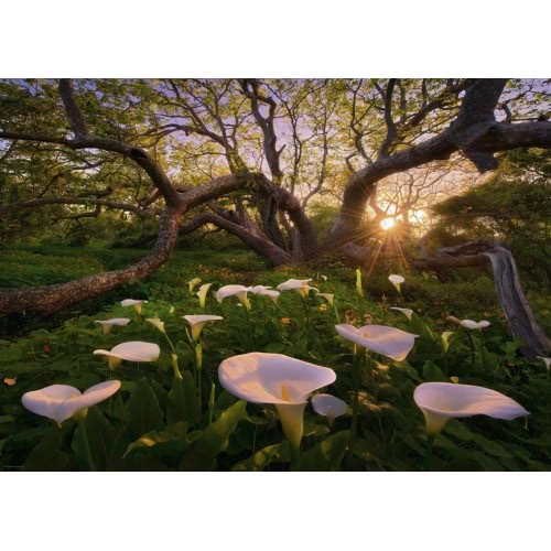 HEYE Παζλ 1000 Marc Adamus:Magic Forests Calla Clearing 29906 4001689299064
