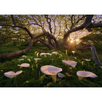 HEYE Παζλ 1000 Marc Adamus:Magic Forests Calla Clearing 29906 4001689299064