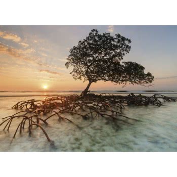 HEYE Puzzle 1000 Alexander Von Humboldt: Red Mangrove 29856 4001689298562