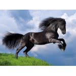 Clementoni Puzzle High Quality Collection Fresian Black Horse 500 Pcs 1220-35071 8005125350711