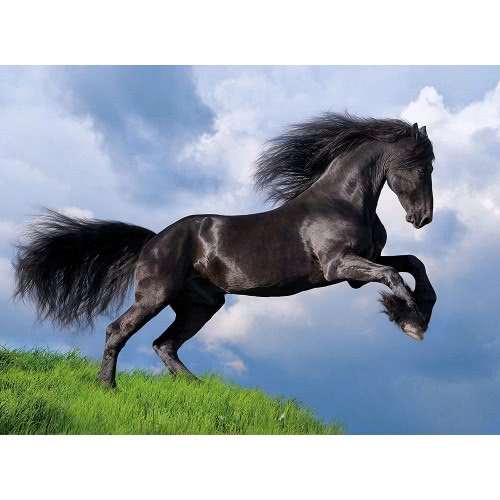 Clementoni Παζλ Quality Collection Fresian Μαύρο Αλογο 500 Τμχ 1220-35071 8005125350711