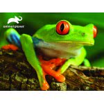prime3d 3D Puzzle 48 Animal Planet - Tree Frog 13826 670889138264