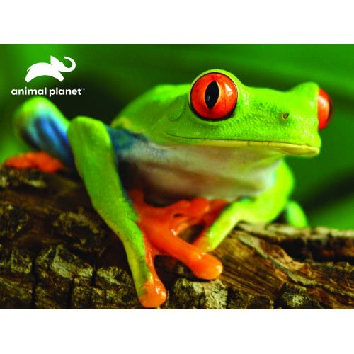 prime3d 3D Puzzle 48 Animal Planet - Tree Frog 13826 670889138264