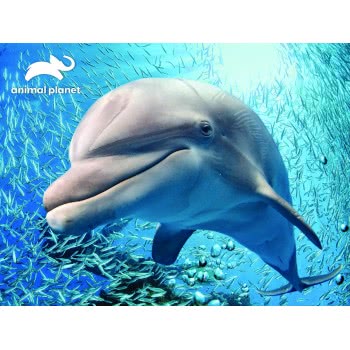 prime3d 3D Puzzle 48 Animal Planet - Dolphin 13671 670889136710