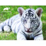 prime3d 3D Παζλ 100 Animal Planet - White Tiger 13820 670889138202