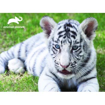 prime3d 3D Puzzle 100 Animal Planet - White Tiger 13820 670889138202