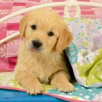 Ravensburger 3X49 Pcs Puzzle Puppies 08065 4005556080656