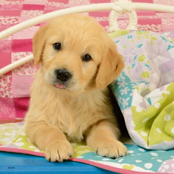 Ravensburger 3X49 Pcs Puzzle Puppies 08065 4005556080656