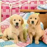 Ravensburger 3X49 Pcs Puzzle Puppies 08065 4005556080656