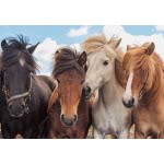 Ravensburger Puzzle 2X24 Pieces Horses 05148 4005556051489