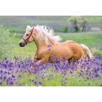 Ravensburger Παζλ 2X24 Τεμ. Άλογα 05148 4005556051489