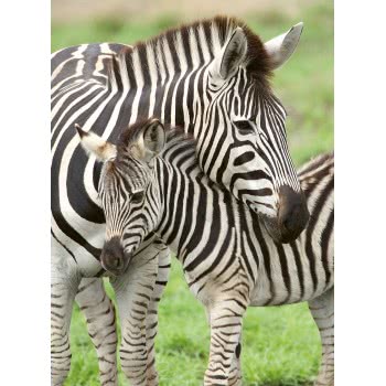 Ravensburger 300Xxl Pcs Puzzle Zebra 12948 4005556129485