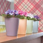 Lechusa LECHUZA ΑΥΤΟΠΟΤΙΖΟΜΕΝΗ ΓΛΑΣΤΡΑ MINI-DELTINI Apricot High-Gloss All-In-One Set 14956 4008789149565