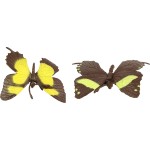 safari ltd Butterflies Πεταλούδες SAFA684504 095866684501