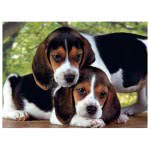 Clementoni Puzzle High Quality Collection Dogs 500 Pcs 1220-30289 8005125302895