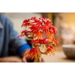 LEGO The Botanical Collection Japanese Red Maple Bonsai Tree 10348 5702017814674