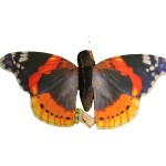Wild Republic republic -  butterfly admiral butterfly 38.5 cm polyester with finger pocke 28285 092389282856