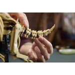 LEGO® Jurassic World Απολιθώματα Δεινοσαύρων: Τρικεράτοπας 77985 77985 5702018062708