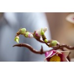 LEGO Botanicals Κλαδιά Μανόλιας  11510 5702018061848