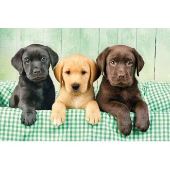 Clementoni Puzzle High Quality Collection Labrador Puppies 1000 Pcs 1220-39279 8005125392797