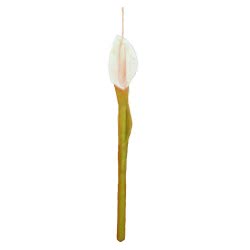 Λαμπάδες Decor Λαμπάδα Κρινάκι 328 5212016800122