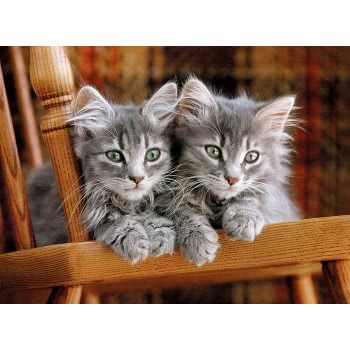 Clementoni Puzzle High Quality Collection Kittens 500 Pcs 1220-30545 8005125305452